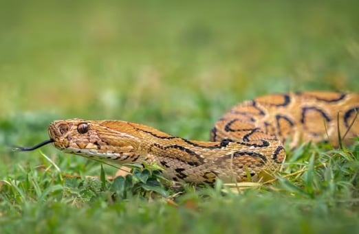 Origins of the Russell's Viper: A Venomous Legacy