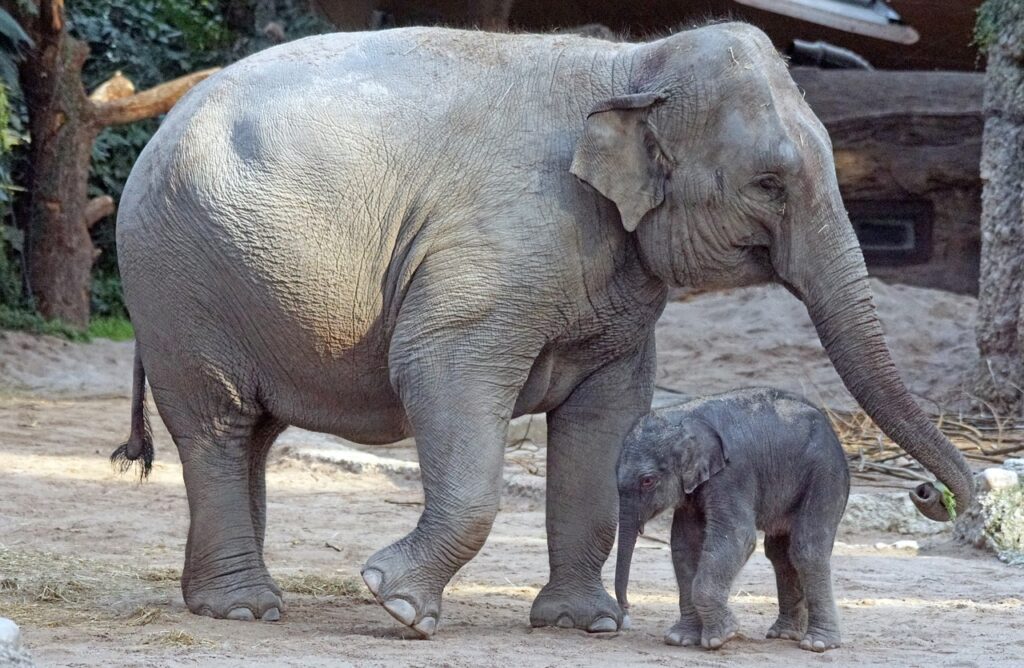 asian elephant, cub, calf-2108970.jpg