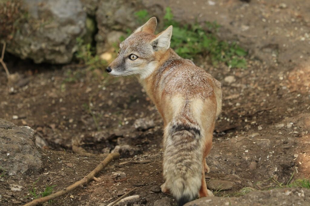 fox, animals, animal-4516482.jpg