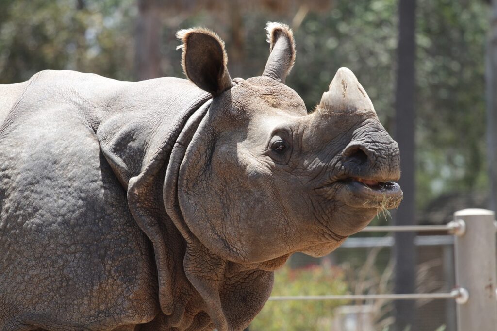 rhino, animal, wildlife-343884.jpg