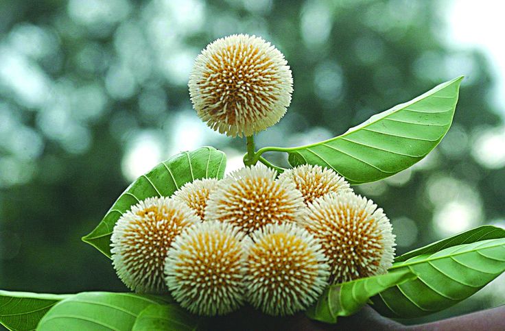 top 10 rainy season flowers in bangladesh