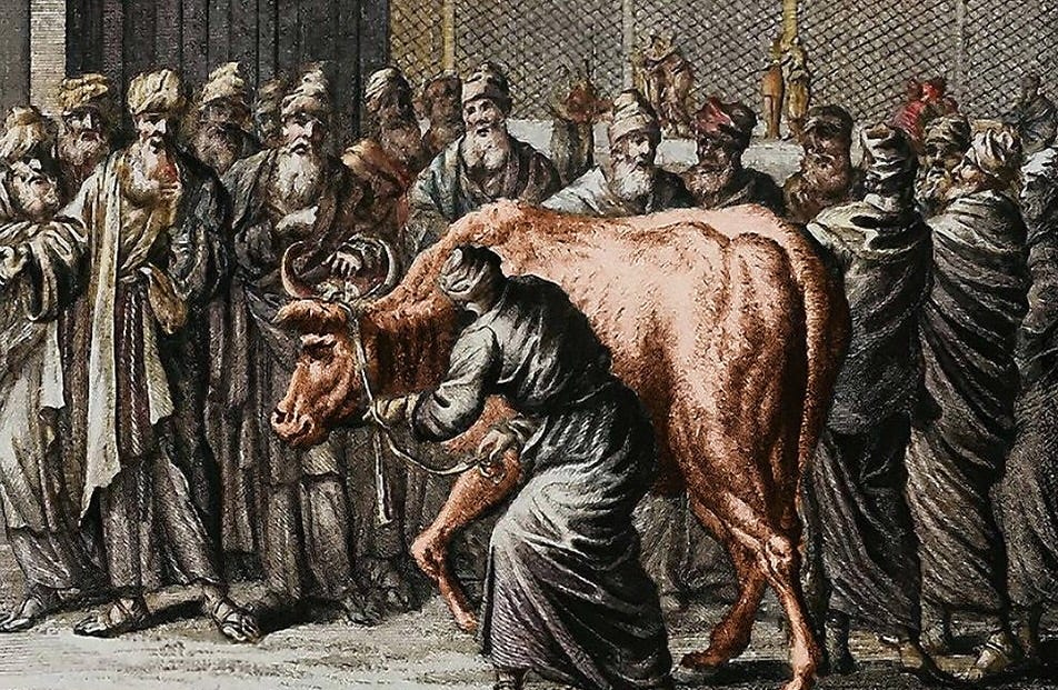 Red Heifer বা লাল গরু : কিয়ামতের আলামত নাকি রাজনৈতিক বাস্তবতা?