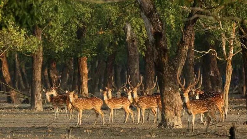 সুন্দরবনের সবচেয়ে সুন্দর ১০ প্রাণী