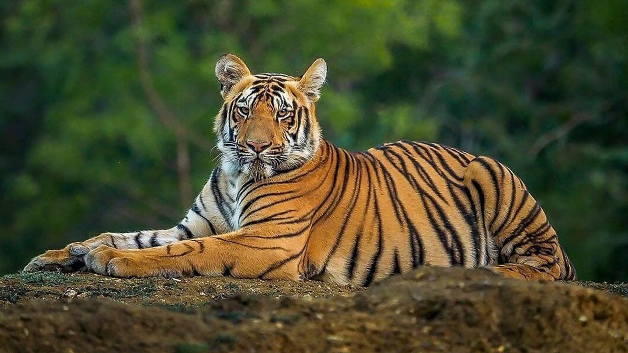পৃথিবীর কোন দেশের জাতীয় প্রাণী কী জেনে নিন